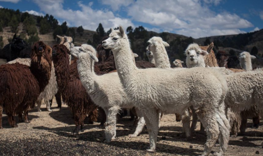 LIMA + CAÑON DEL COLCA + LAGO TITICACA & TURISMO RURAL + MACHUPICCHU  13 D/12N